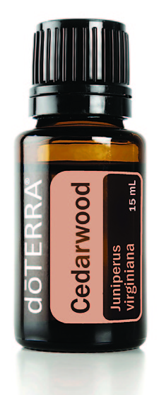 Кедр Juniperus virginiana